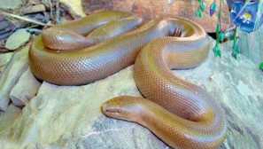 Гумена змия