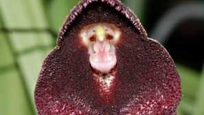 Рода орхидеи дракула