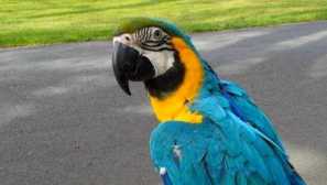 Род папагали ара: описание