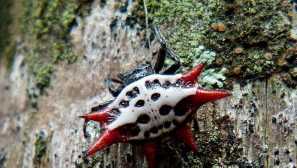 Паяк или шипове паяк