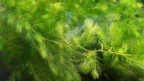 Роголитник