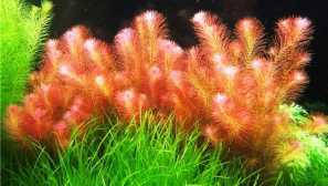 Rotala valley съдържание описание възпроизвеждане на снимки