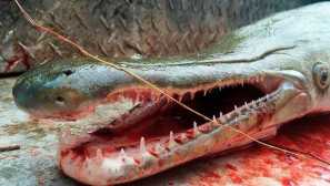 Alligator fish или missisipian shecirnik