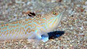 Дракон риба: местообитание, хранене