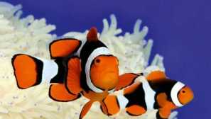 Клетъчна риба: ярка коралова риба