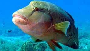 Риба-наполеон