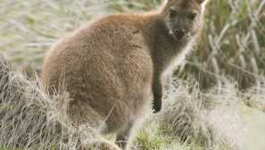 Rych-grey wallaby