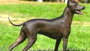 Най-древната порода кучета