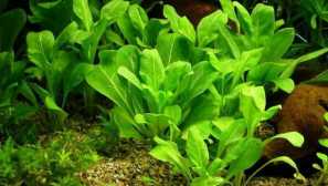 Възпроизвеждане на самолета.