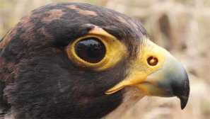 Най-бързите птици в света