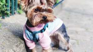 Най-сладките кучета