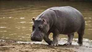 Най-опасният световен списък с животни