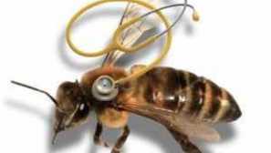 Най-често срещаните болести на пчелите и тяхното лечение