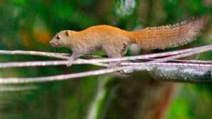 Sedai катерица