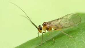 Седеион: бъгове, които живеят в книги