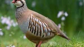 Сив яребица, снимка и описание на птиците