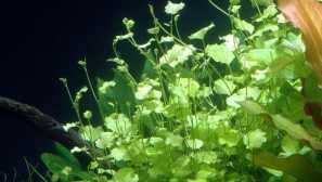 Основно японско съдържание на ядрото или ядрото описание на снимката.