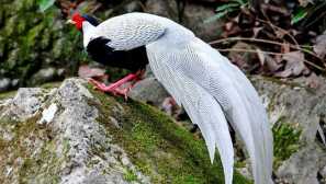 Сребърна фазана