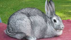 Сиви зайци - гиганти от област poltava
