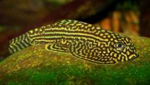 Seving lininateolate: съдържание, описание.