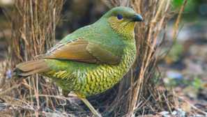 Пясъчен сатен