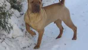 Shopey: описание на породата, характеристики, грижи