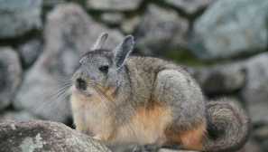 Чинчила - грижи и поддръжка у дома