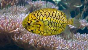 Японски пристрастия