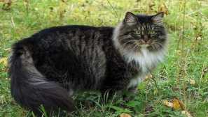 Порода сибирска котка