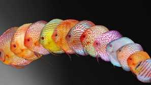 Симфизодон: описание, съдържание, репродукция.