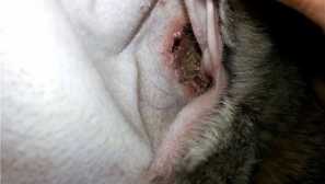 Симптоми и лечение на ушни кърлежи при зайци