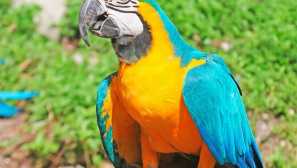 Синьо-жълт ара или папагал арарахун