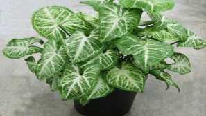 Singonium: описание, изгледи, възпроизводство, култивиране, снимки, видео