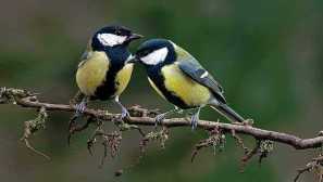 Цици: описание на птиците