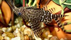 Synodontis nigriventris (synodontis nigriventris): описание, съдържание.