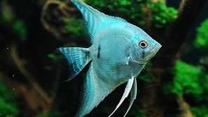 Scalaria blue: описание, снимка, грижа