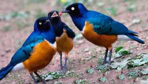 Sczorter великолепна