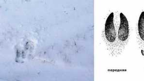 Отпечатъци на мишката