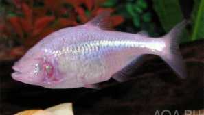 Спяща пещера риба или астиакс мексикански