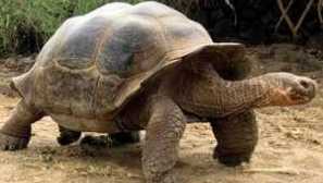 Костенурката на слонова кост, нейните характеристики и история