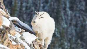 Снежна коза