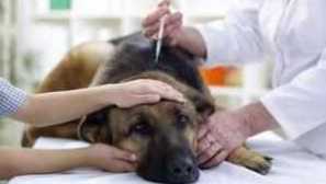 Тъжни препарати за имащи домашни кучета