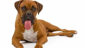 Кучешки боксьор - майк тайсън на четири лапи