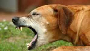 Дадено е кучето: причини