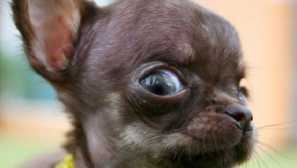 Кучето е заподозрян