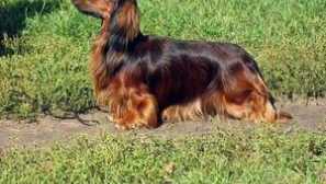Dachshund куче: кратко описание на породата, ревюта на собствениците