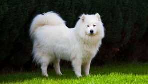 Кучета какъв цвят носят късмет