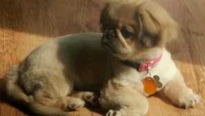 Кучета pikinski: снимки, характеристики и цена на pekingese