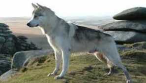 Кучета като вълк: история и сортове