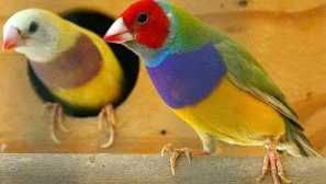 Съдържание на amadin у дома